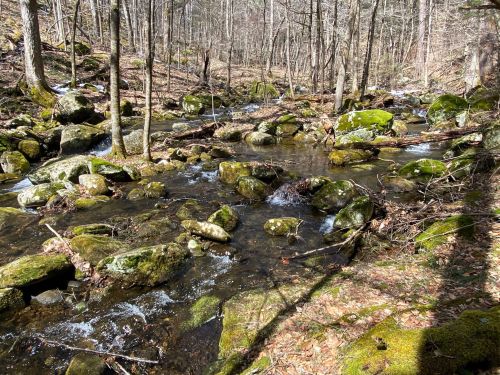 A serene forest stream flows over moss-covered rocks, surrounded by bare trees and a peaceful natural landscape.