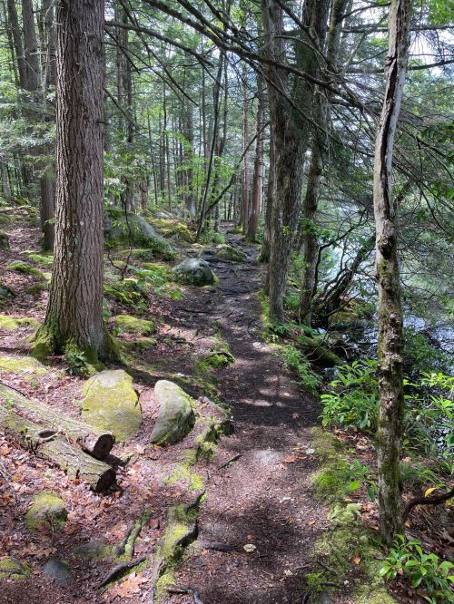 A serene forest path lined with trees and moss, leading to a calm body of water. Sunlight filters through the leaves.
