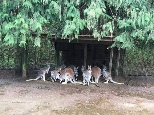 A group of kangaroos gathered under a shelter surrounded by trees.