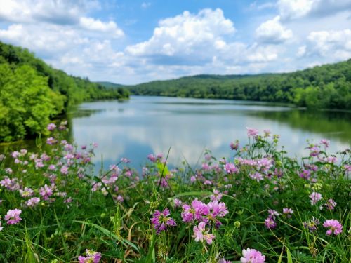 A serene lake surrounded by lush greenery and blooming pink flowers under a blue sky with fluffy clouds.