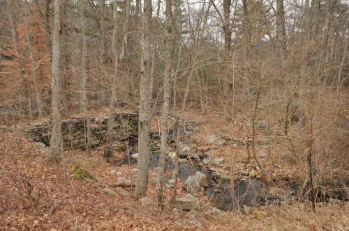A serene forest scene with bare trees, a rocky stream, and scattered autumn leaves on the ground.