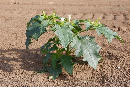 A small green plant with large leaves and white flowers growing in dry, sandy soil.