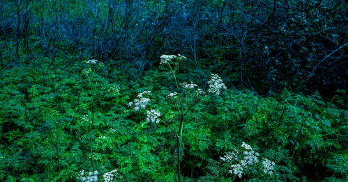 A lush, green forest floor with delicate white flowers amidst ferns and dark, shadowy foliage.