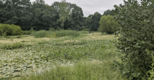 A serene wetland scene with lush greenery, tall grasses, and lily pads under a cloudy sky.