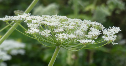 A cluster of delicate white flowers on thin green stems, surrounded by lush greenery.