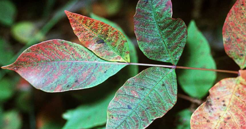 Close-up of colorful leaves with intricate patterns, showcasing shades of green, red, and hints of purple.