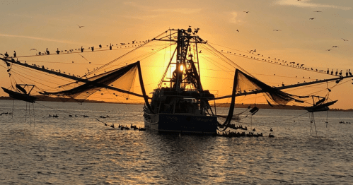 A fishing boat silhouetted against a sunset, surrounded by birds and nets on calm waters.