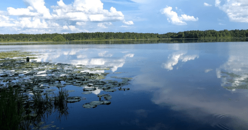 A serene lake with lily pads, reflecting clouds and trees under a blue sky.