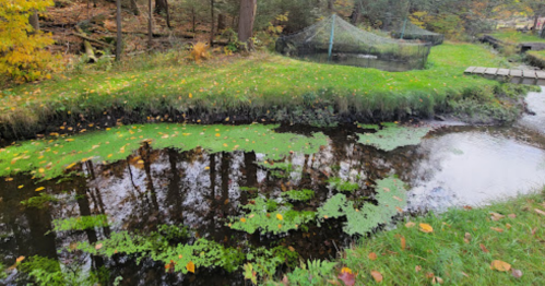 A serene landscape featuring a stream with green vegetation, surrounded by trees and autumn foliage.