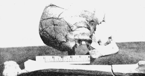 Black and white image of a skull and bone on a surface, with a ruler for scale beside them.