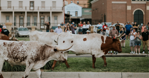 A herd of longhorn cattle walks past a crowd of people at a lively outdoor event in a historic town.