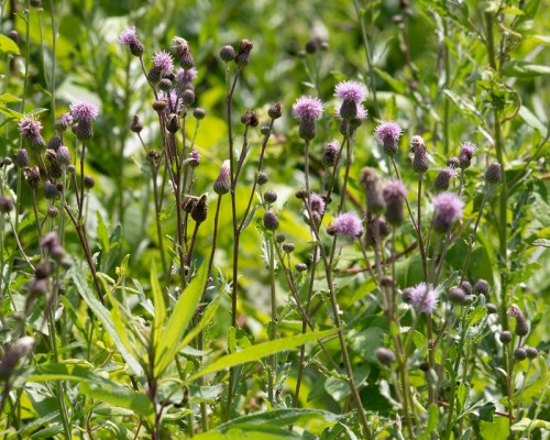 A field of green plants with clusters of purple flowers and buds, surrounded by lush foliage.