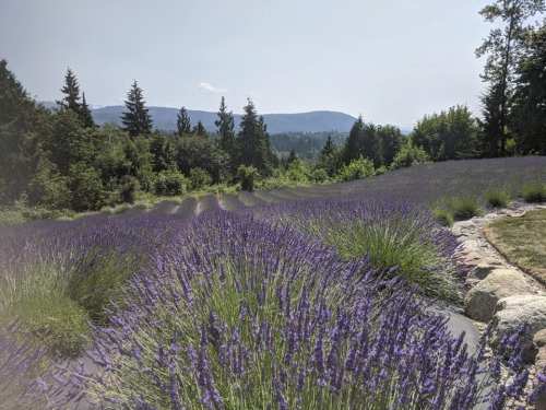 A scenic view of a lavender field with purple blooms, surrounded by trees and mountains in the background.