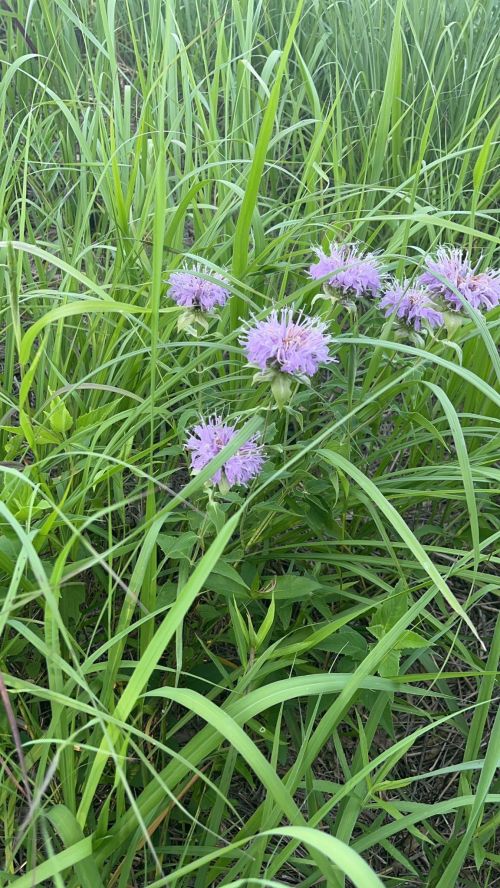 A cluster of purple flowers surrounded by tall green grass in a natural setting.