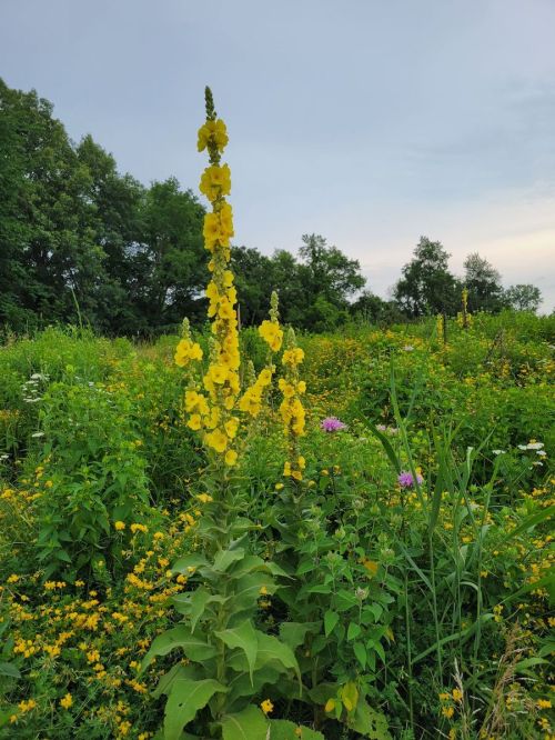 A tall yellow flower stands amidst a lush green field filled with various wildflowers and trees in the background.