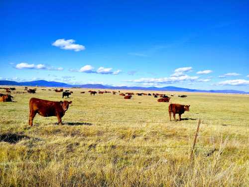 A wide-open field with grazing cows under a clear blue sky and distant mountains.