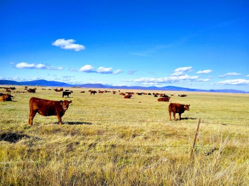 A wide-open field with grazing cows under a clear blue sky and distant mountains.