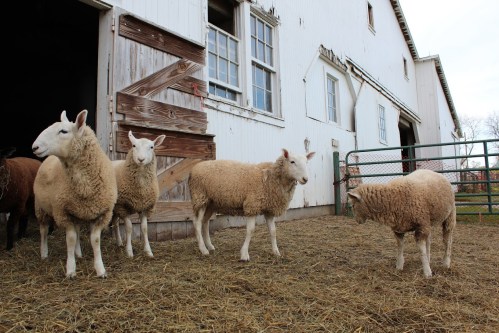 A group of sheep stands in front of a barn, with some grazing on straw in a rural setting.
