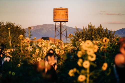 A water tower stands behind a field of sunflowers at sunset, with people enjoying the scenery in the foreground.