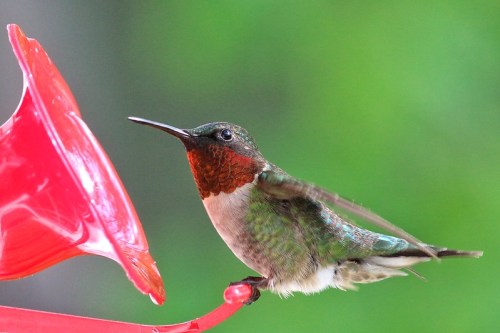 A hummingbird with iridescent green feathers and a red throat perched near a red feeder, wings in motion.