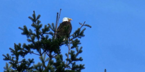 A bald eagle perched atop a pine tree against a clear blue sky.