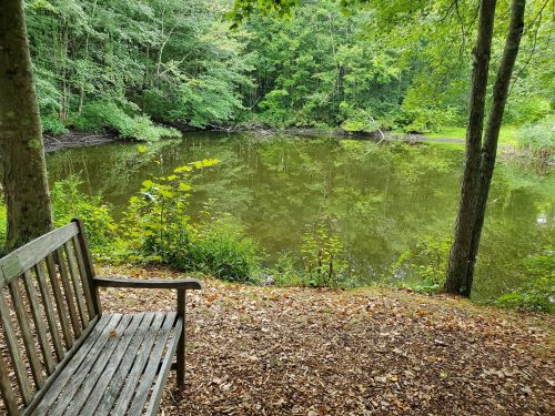 A wooden bench beside a tranquil pond surrounded by lush greenery and trees.