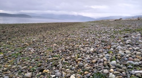 A rocky beach with smooth stones and patches of green seaweed, set against a cloudy sky and distant mountains.