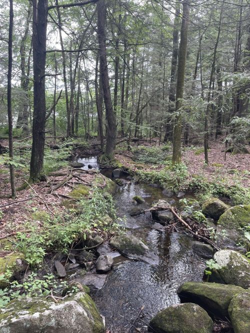 A serene forest scene featuring a small stream flowing over rocks, surrounded by lush greenery and tall trees.