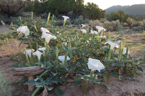 A cluster of white trumpet-shaped flowers blooming among green leaves in a desert landscape at sunset.
