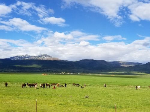 A scenic landscape featuring a herd of cows grazing in a lush green field with mountains and blue skies in the background.