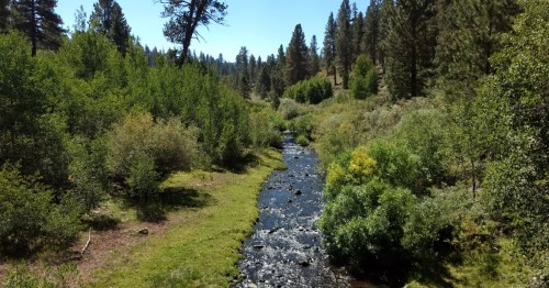 A serene river flows through a lush green landscape, surrounded by trees and sunlight.