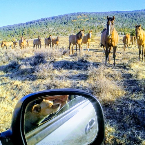 A dog looks out of a car window at a herd of horses grazing in a scenic landscape.