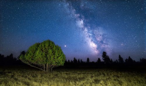 A lone tree in a grassy field under a starry night sky, featuring the Milky Way and distant trees.