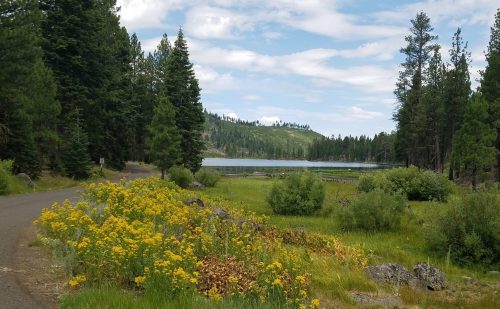 A scenic view of a lake surrounded by trees and wildflowers, with a gravel path leading towards the water.