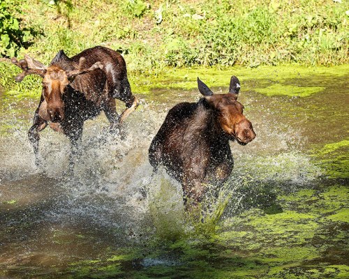 Two moose splash through a pond, creating ripples and water droplets, surrounded by green foliage.