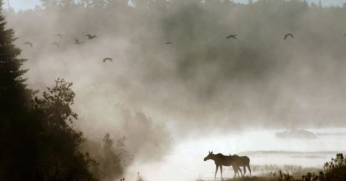 A moose stands in misty water with birds flying overhead in a serene, foggy landscape.