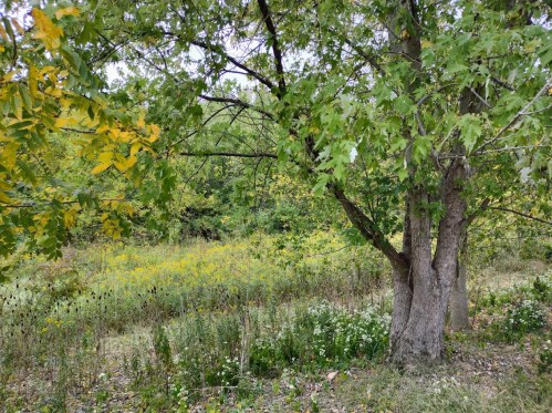 A serene landscape featuring a tree with yellowing leaves, surrounded by lush greenery and wildflowers.
