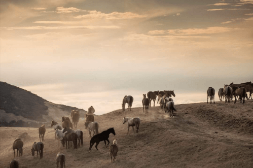A herd of horses grazes on a hillside under a cloudy sky at sunset.