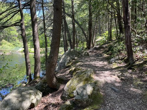 A serene forest path lined with trees and rocks, leading to a calm body of water under a clear blue sky.