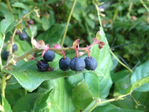 A close-up of a branch with small, dark blue berries surrounded by green leaves.