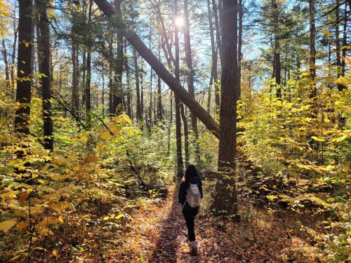 A person walks along a forest path surrounded by vibrant autumn foliage and sunlight filtering through the trees.