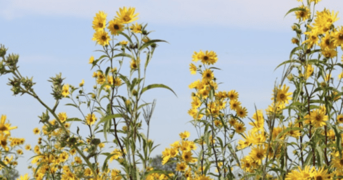 A field of tall sunflowers against a clear blue sky, showcasing vibrant yellow blooms.