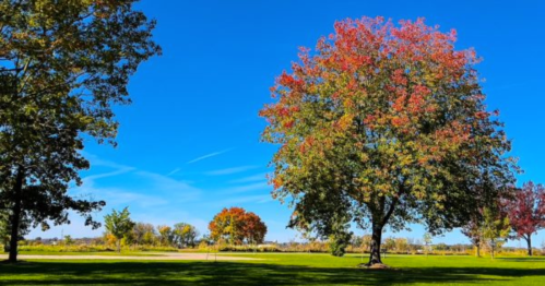 A vibrant landscape featuring trees with autumn foliage under a clear blue sky.