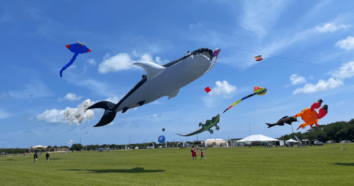 A large whale kite and various colorful kites flying in a blue sky over a grassy field with people below.