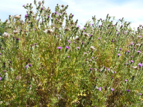A field of tall, green plants with purple thistle flowers under a blue sky.