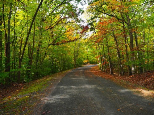 A winding gravel road surrounded by vibrant green and autumn-colored trees.