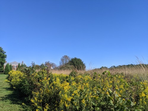 A vibrant field of yellow flowers under a clear blue sky, with trees and a house in the background.