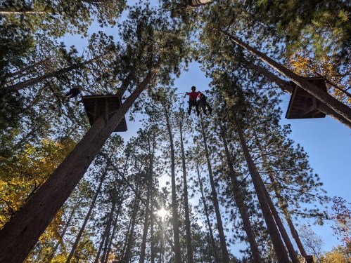 Two people on platforms high in trees, surrounded by tall pine trees and a clear blue sky. Sunlight filters through the branches.