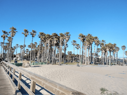 A sunny beach scene with palm trees and a wooden walkway leading to the sandy shore under a clear blue sky.
