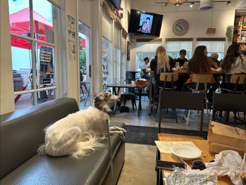 A dog lounges on a couch in a cafe, with people dining and a TV playing in the background.